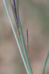 Carex flacca