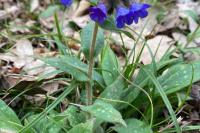 Pulmonaria longifolia