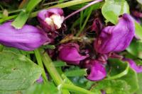 Lathraea clandestina