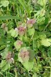 Lamium purpureum
