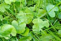 Ficaria verna