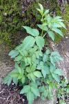 Sambucus nigra