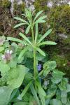 Galium aparine