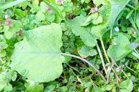 Arctium minus