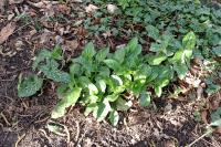 Arum italicum