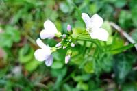 Cardamine pratensis