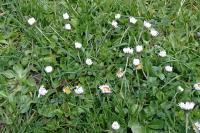 Bellis perennis