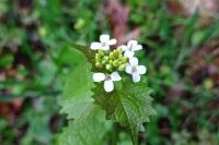 Alliaria petiolata