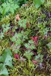 Geranium robertianum