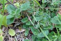 Origanum vulgare