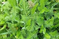 Achillea millefolium