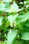 Lamium album