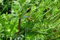 Galium album