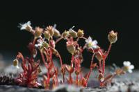 Saxifraga tridactylites