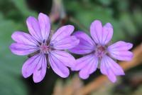 Geranium pyrenaicum