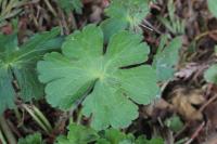 Geranium pyrenaicum