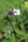 Viola arvensis