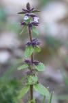 Stachys arvensis