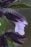 Stachys arvensis