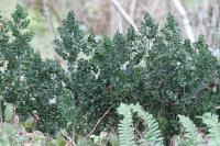 Ruscus aculeatus