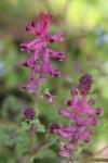 Fumaria officinalis