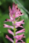 Fumaria muralis