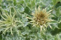 Silybum marianum