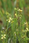 Raphanus raphanistrum