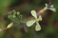 Raphanus raphanistrum