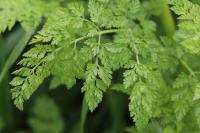Anthriscus caucalis