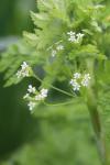 Anthriscus caucalis