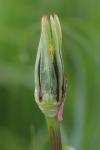 Tragopogon pratensis