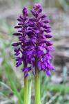 Orchis mascula