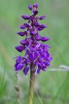 Orchis mascula
