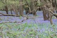 Hyacinthoides non-scripta