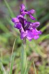 Anacamptis morio