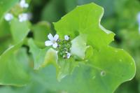 Calepina irregularis