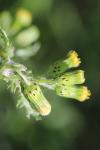 Senecio vulgaris