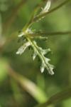 Senecio vulgaris