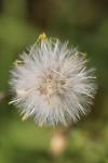 Senecio vulgaris
