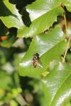 Berberis aquifolium