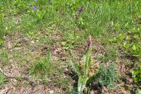 Orchis mascula