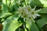 Allium ursinum