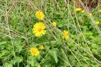 Doronicum plantagineum
