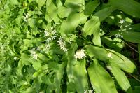 Allium ursinum