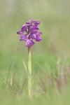 Anacamptis morio