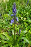 Hyacinthoides non-scripta