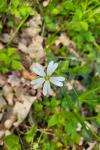 Rabelera holostea