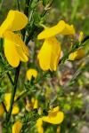 Cytisus scoparius