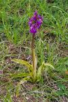 Orchis mascula